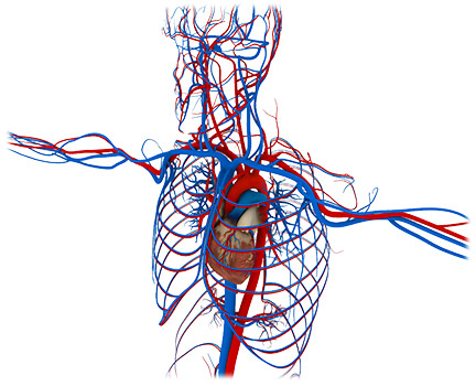 Chirurgo vascolare specialista in linfedema a Milano