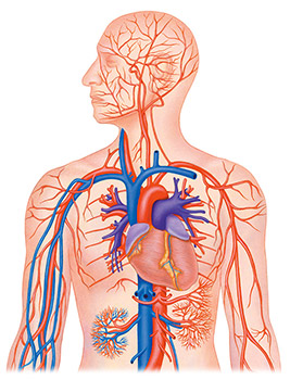 FAQ sulle patologie del sistema vascolare e linfatico umano