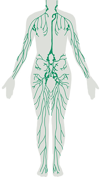 Il sistema linfatico umano