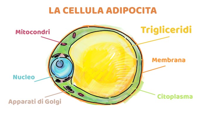 L'adipocita e la riserva di grasso