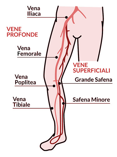 Il sistema venoso umano