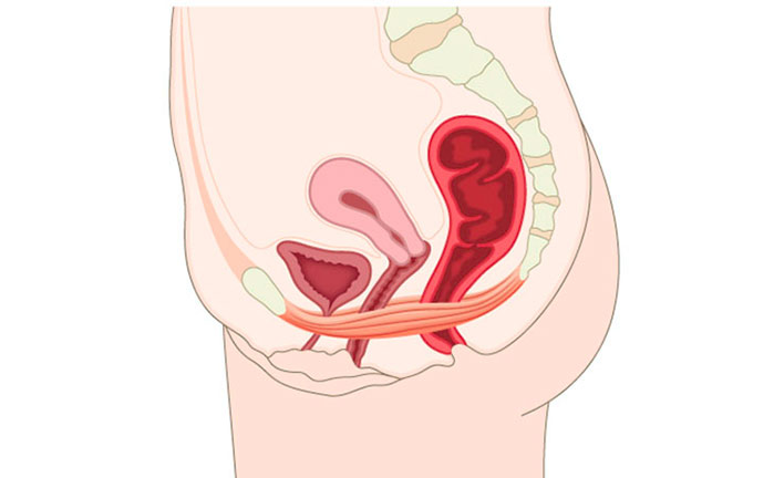 La riabilitazione del pavimento pelvico