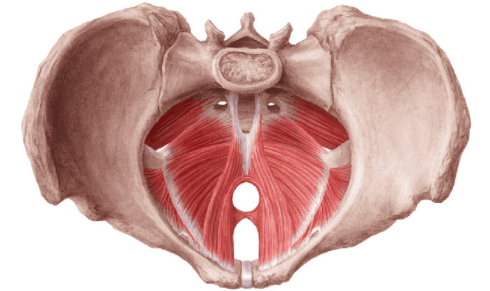 Pavimento pelvico e riabilitazione