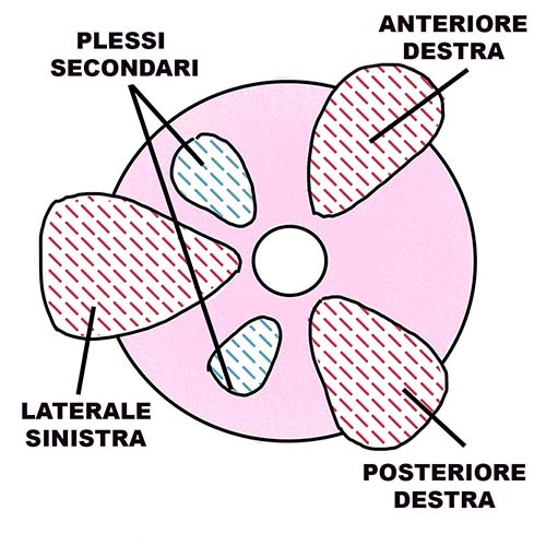 I plessi emorroidali lo schema